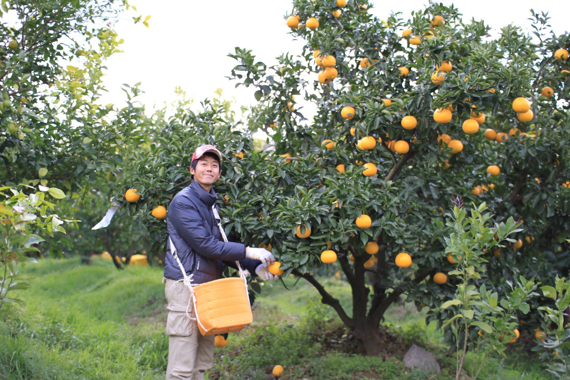 ĐƠN THU HOẠCH QUÝT